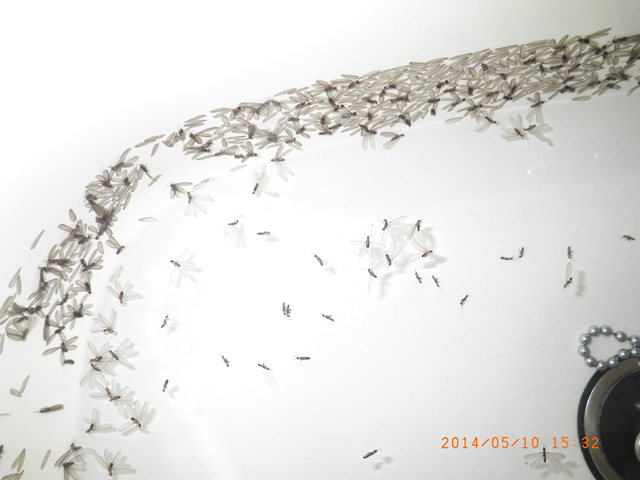 浴室内に大量発生した羽アリとその死骸