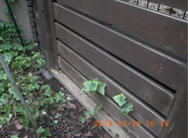 庭のラティス（木柵）への被害の例