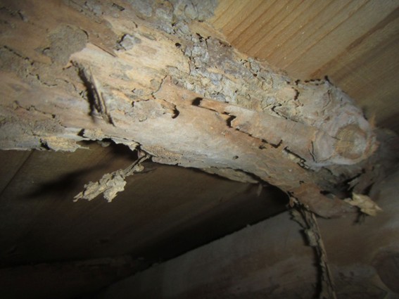 シロアリ被害にあった建物の内部