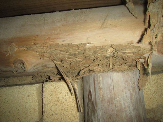 点検によって見つかった建物のシロアリ被害
