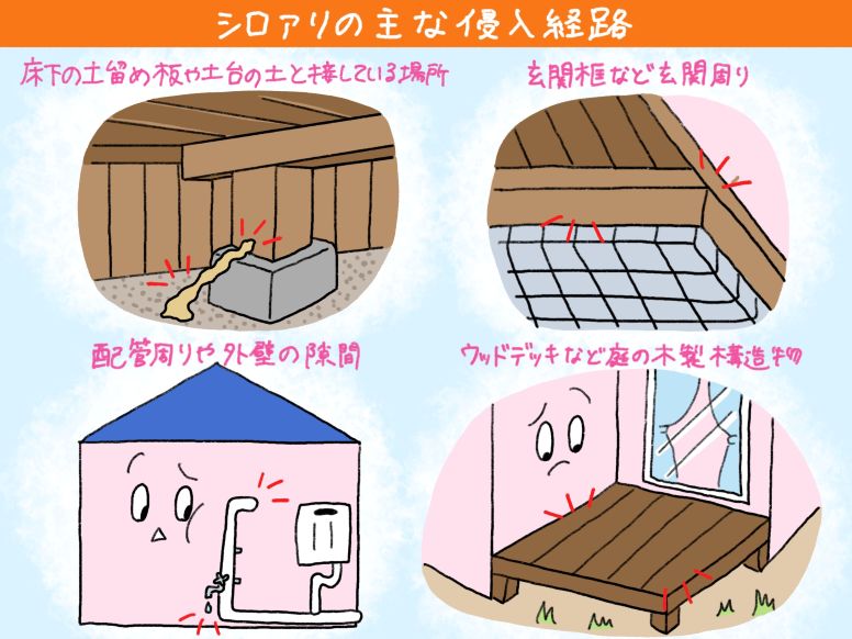 シロアリの主な侵入経路