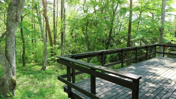 シロアリの侵入経路の一つとなるウッドデッキのイメージ