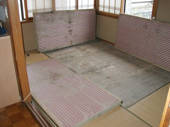 シロアリの食害の進んだ畳の下