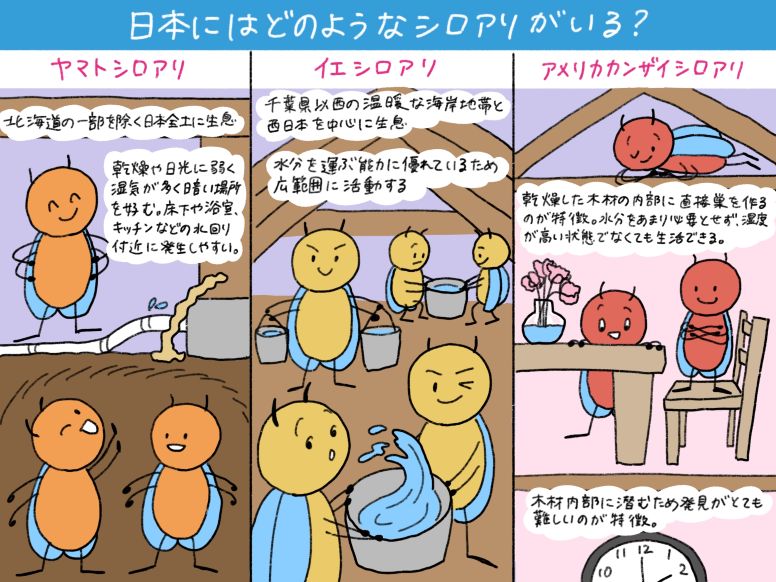 日本に生息する3種類のシロアリ