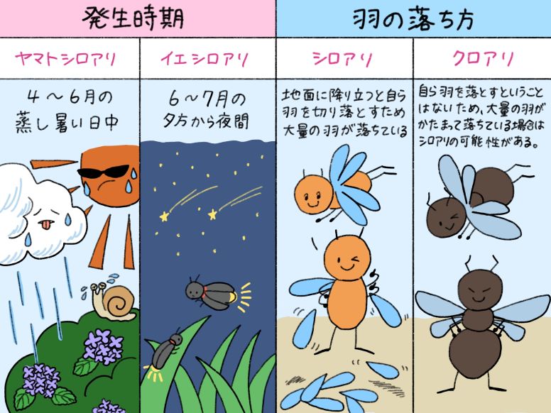 羽アリのシロアリとクロアリの発生日時期と羽の落とし方