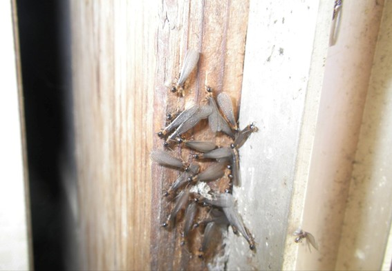 建物の柱に群がるシロアリ