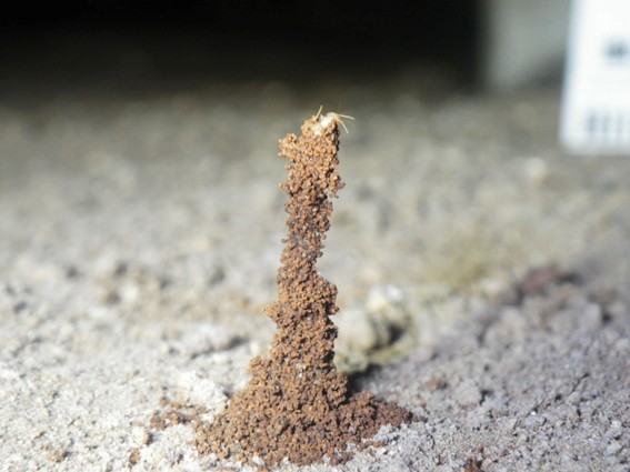 シロアリの蟻道