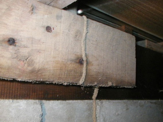 シロアリの蟻道が作られた建物の内部