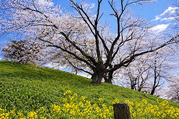 さきたま古墳公園の桜