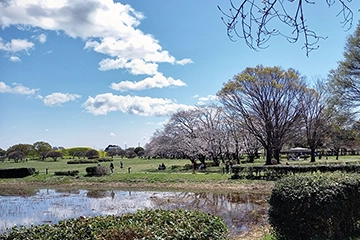 さきたま古墳公園の桜並木
