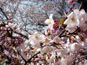 桜の保全（熊谷市）
