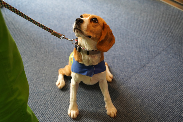 トコジラミ探知犬「エル」