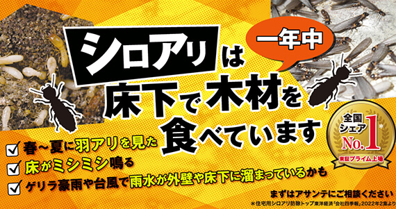 その羽アリ、シロアリですよ！一部のシロアリが黒褐色にの羽アリになる時期です。気になる方はこちらをクリック！