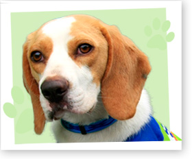 アサンテ探知犬チーム くんくんズ