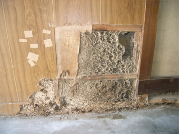 壁の中に作られたイエシロアリの巣