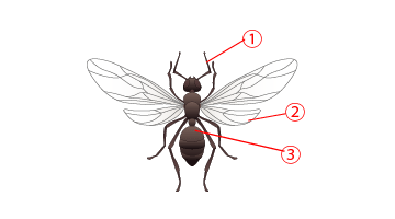 【ひとまず安心な羽アリの3つの特徴】