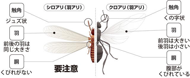 シロアリ(羽アリ)とクロアリ(羽アリ)の違い