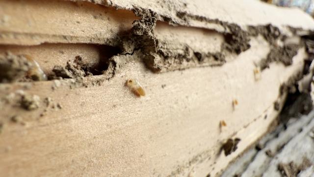 シロアリ被害を受けた建物の一部