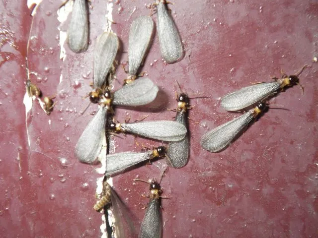 浴室で羽アリが発生
