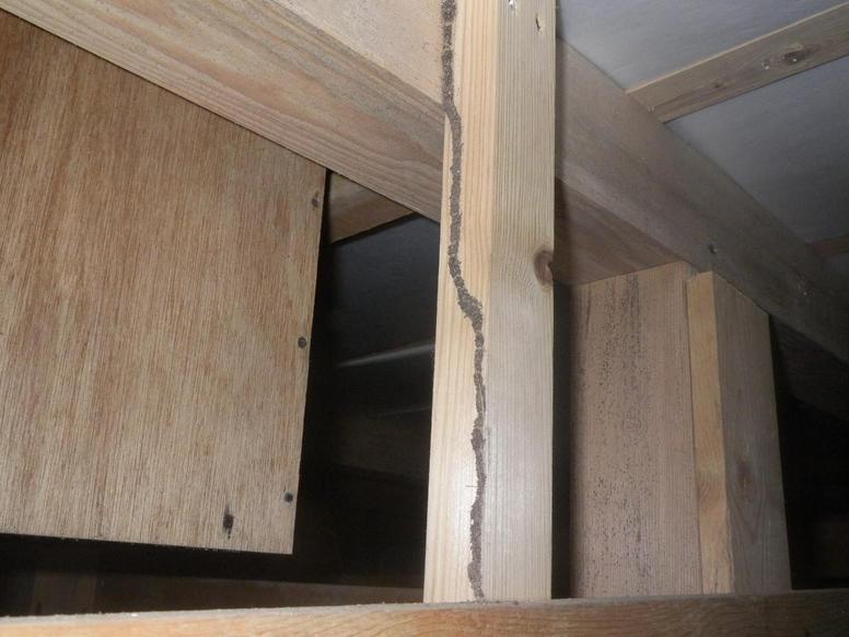 建物の床下にできたシロアリの蟻道