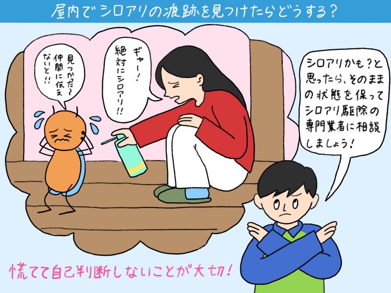 屋内でシロアリの痕跡を見つけたときにやるべきこと