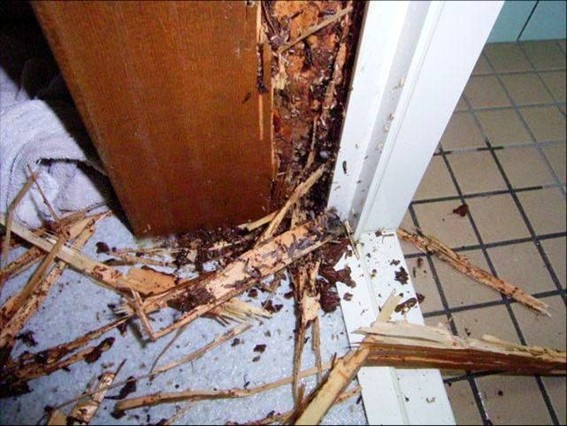 シロアリ被害にあった浴室周辺