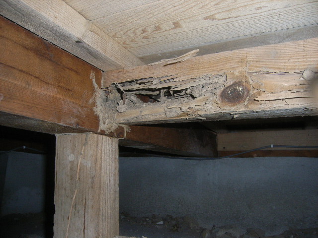 床下のシロアリ被害