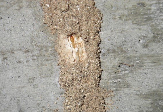 蟻道を移動するシロアリ