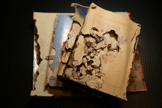 シロアリ被害を受けた本