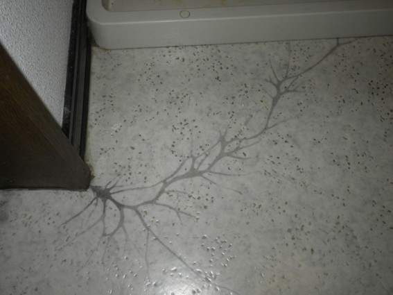 シロアリの食害にあった洗面所のクッション材