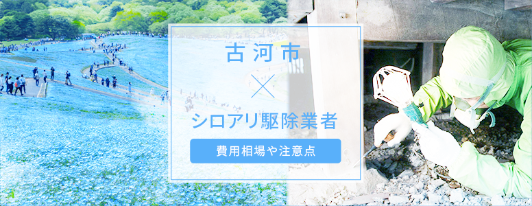 古河市✕シロアリ駆除 駆除費用の相場や注意点
