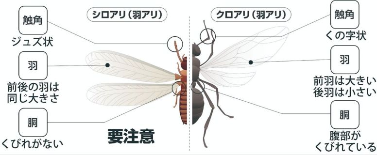 羽アリのシロアリとクロアリの違い