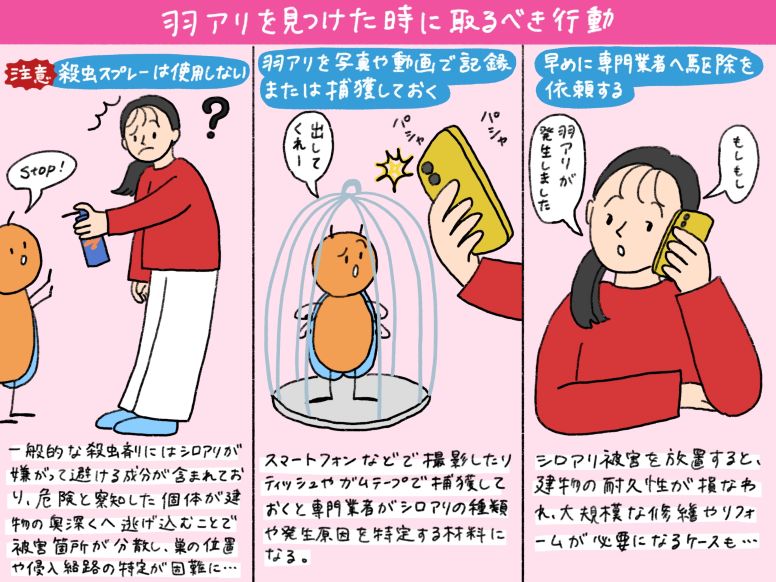 羽アリを見つけたときに取るべき3つの行動