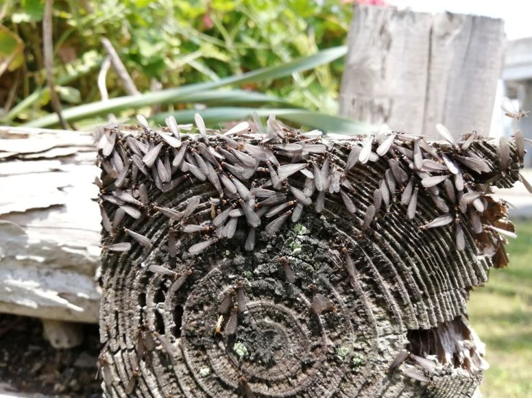 シロアリの羽アリが群がる木材