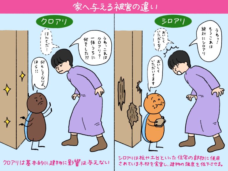 シロアリとクロアリが家へ与える被害の違い
