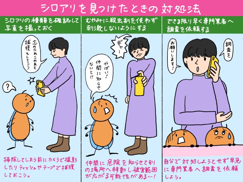 シロアリを見つけたときの3つの対処法