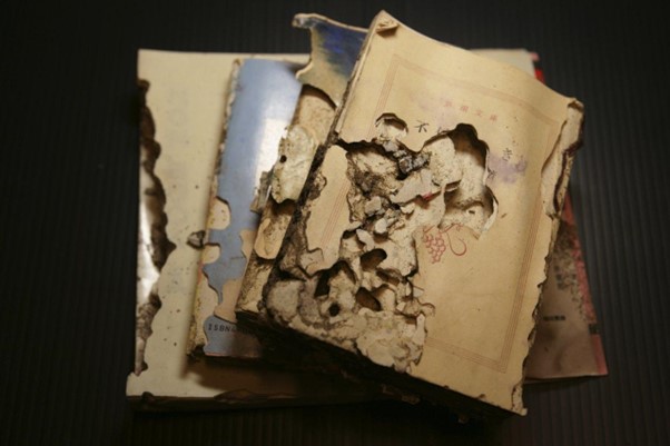 書籍へのシロアリ被害