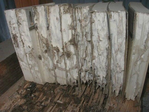 書籍へのシロアリ被害