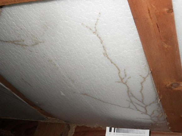 床下断熱材の蟻道