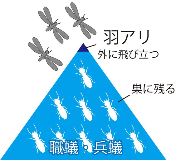 シロアリの羽アリとは