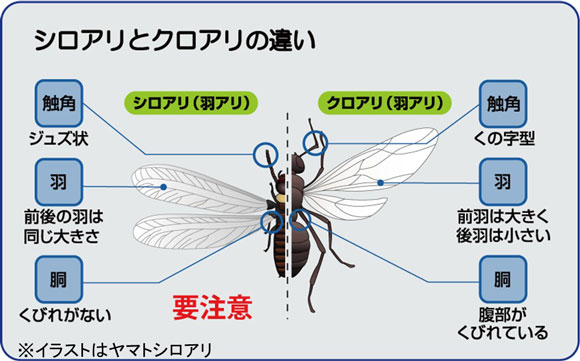 ヤマトシロアリとクロアリの羽アリの違い
