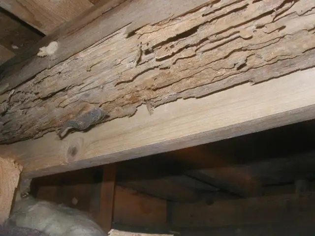 戸建て住宅の床下のシロアリ被害