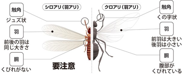 羽アリのシロアリとクロアリの違い
