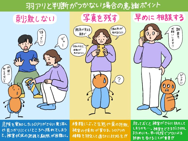 羽アリと判断がつかない場合に意識すべき主な3つのポイント