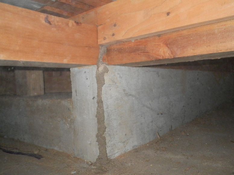 シロアリの蟻道が作られた建物の土台