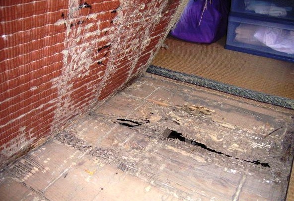 シロアリ被害を受けた和室の畳の裏