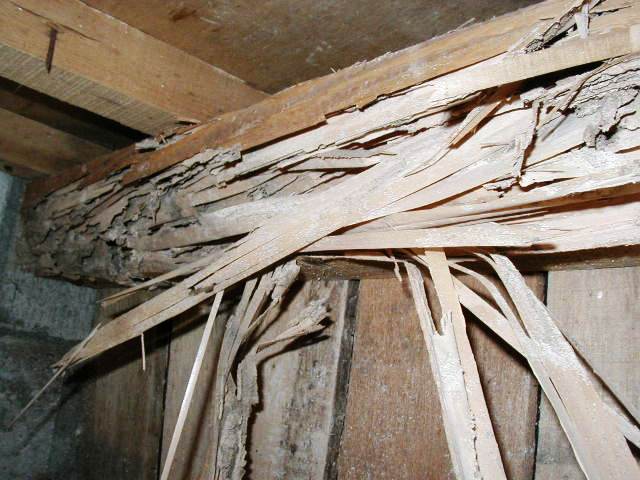 シロアリ被害にあった住宅の様子