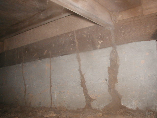 蟻道がある建物の床下