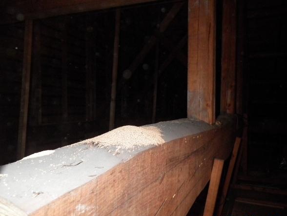 アメリカカンザイシロアリの糞