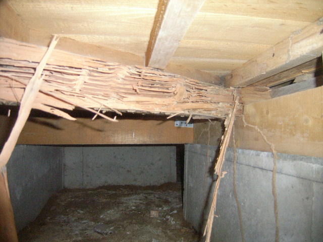 シロアリ被害発見時の保険会社への連絡方法